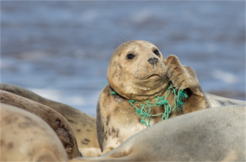 Sealwithnylonnet.png