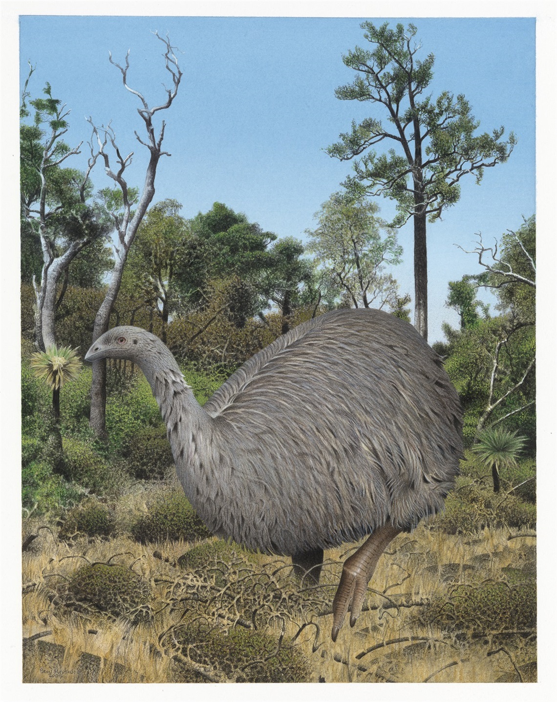 Image: Eastern moa. Emeus crassus. From the book Extinct Birds of New Zealand, 2005, Masterton, by Paul Martinson. © Te Papa. CC BY-NC-ND 4.0. Te Papa (2006-0010-1/23)