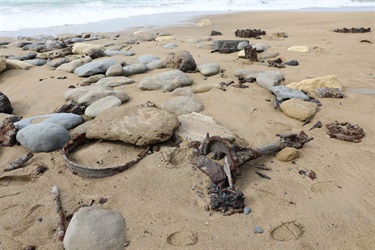 Some waste that is already in the sand at the southern Beach Road site