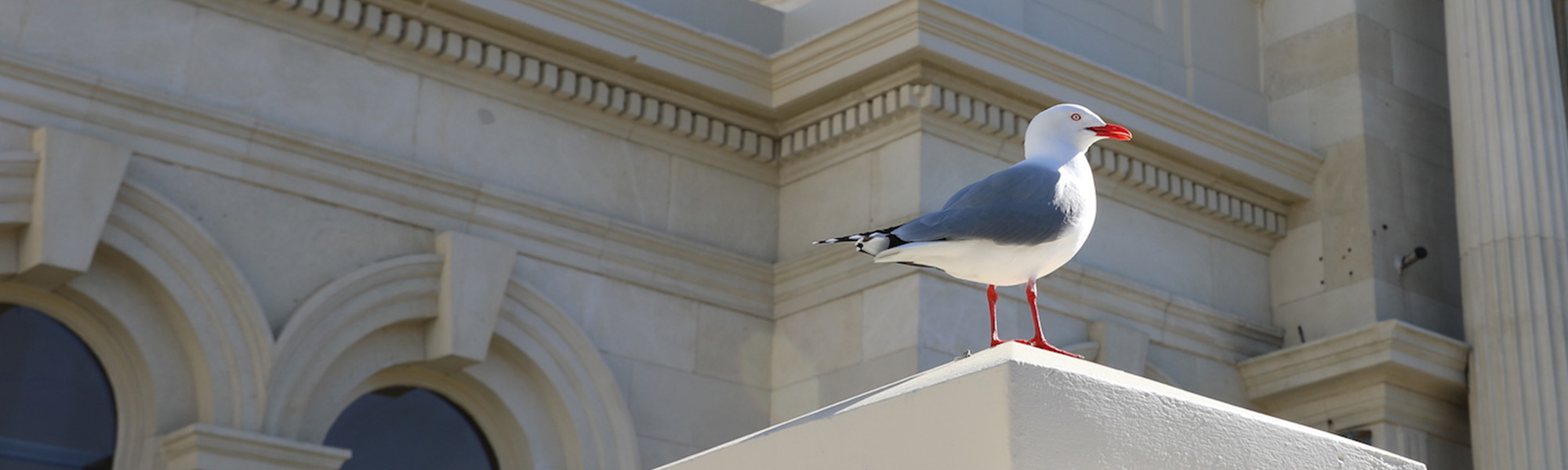 red billed gull