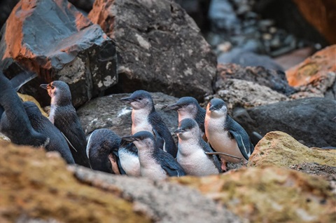 OBPC Penguins.jpg