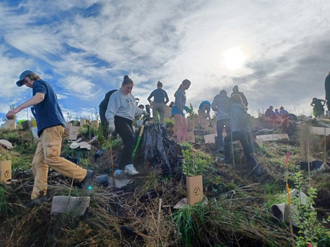 Ohau planting