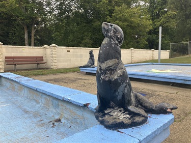 Seal at pool