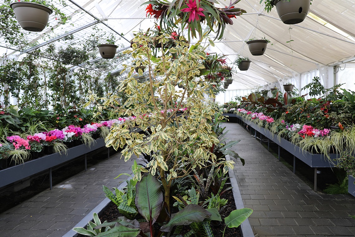 plants inside the display house at Oamaru Public Gardens