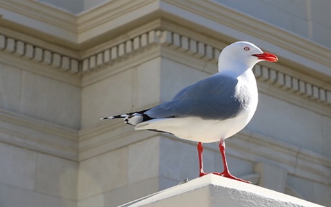 red-billed gull