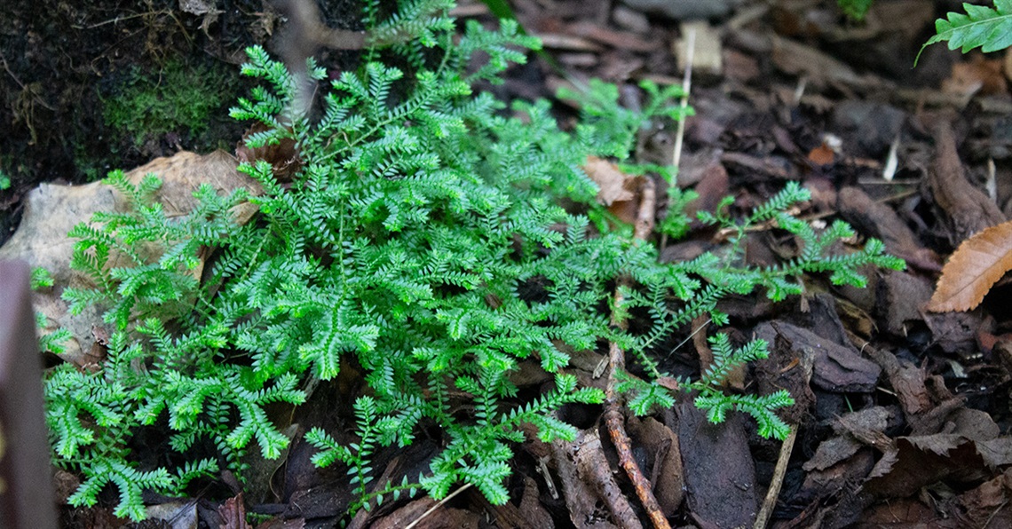 A fern in the Fernery