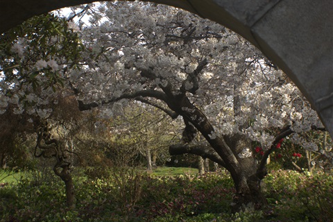 garden view OPG