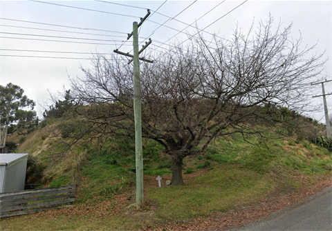 memorial oak.png